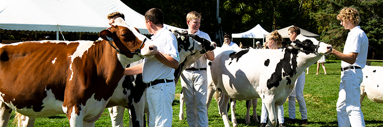 Cattle Competition